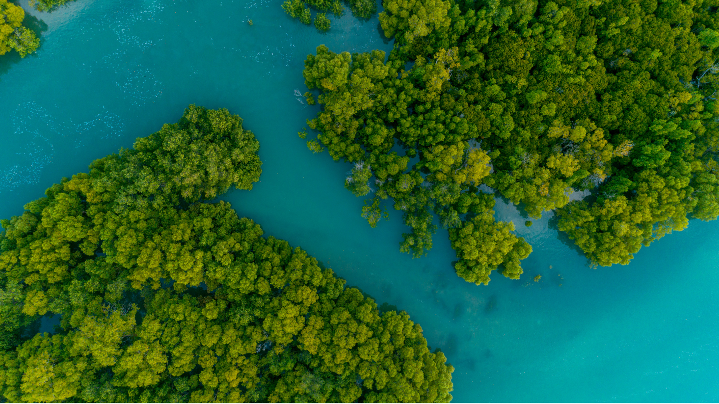 Aerial view of mangrove forest with roots extending into shallow turquoise water