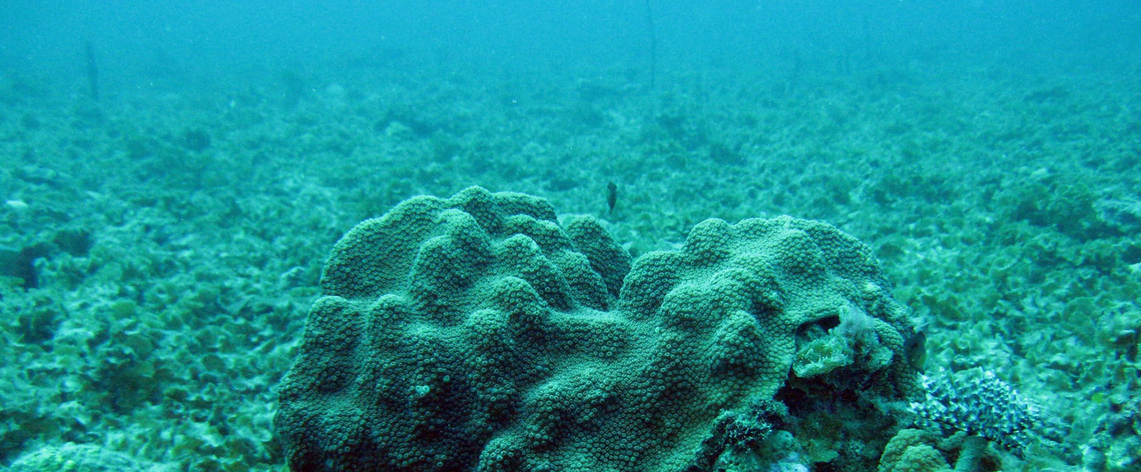 Underwater scene with algae-covered seabed lacking fish and marine life